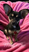 Maggie Sue