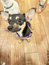 Maggie Sue