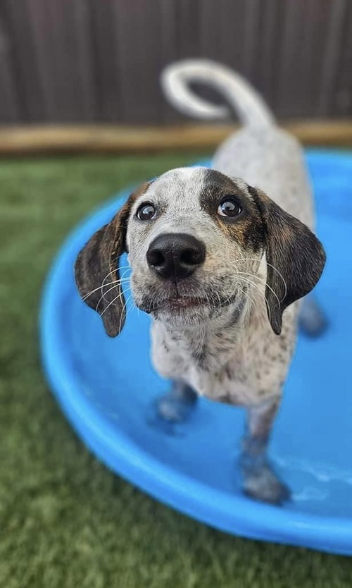 Ozzie