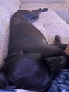 Pepper
