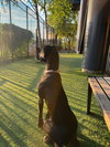 Pepper