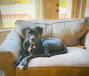 Pepper