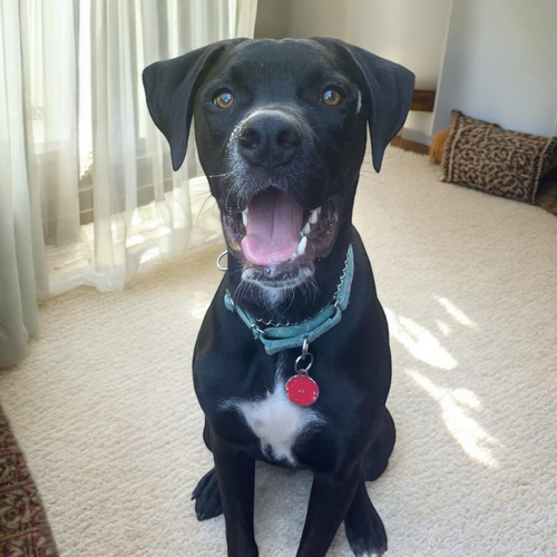 Pepper