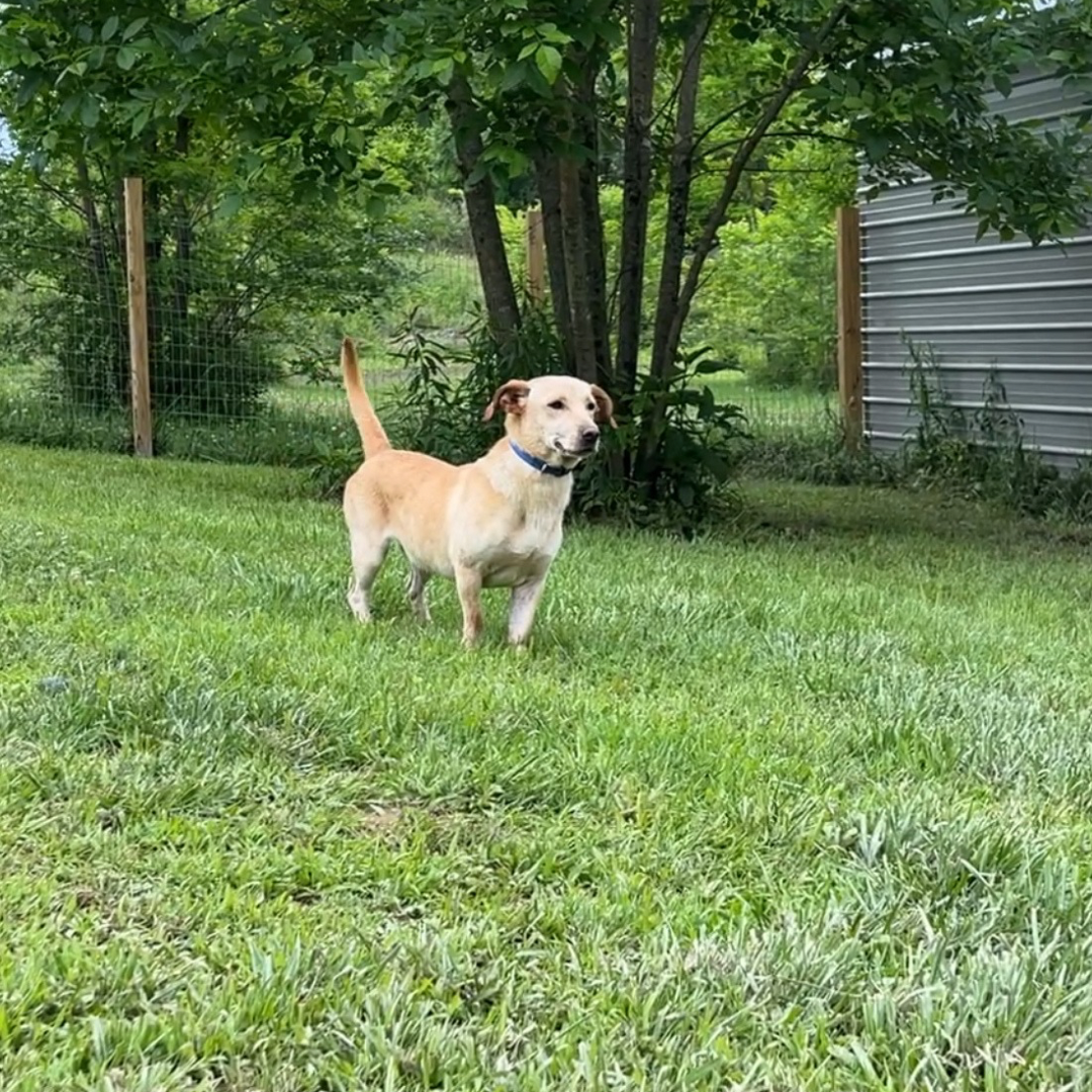 adoptable Dog in Nashville, TN named Archie