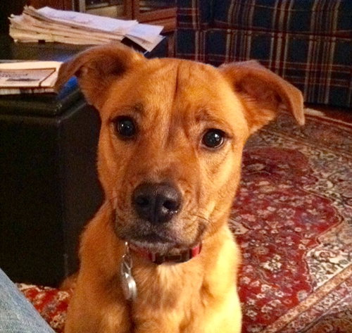 Gracie