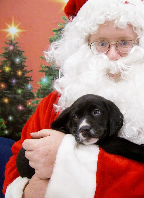 Dasher