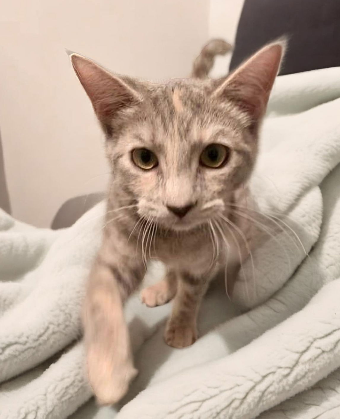 adoptable Cat in Nashville, TN named Taylor Swift