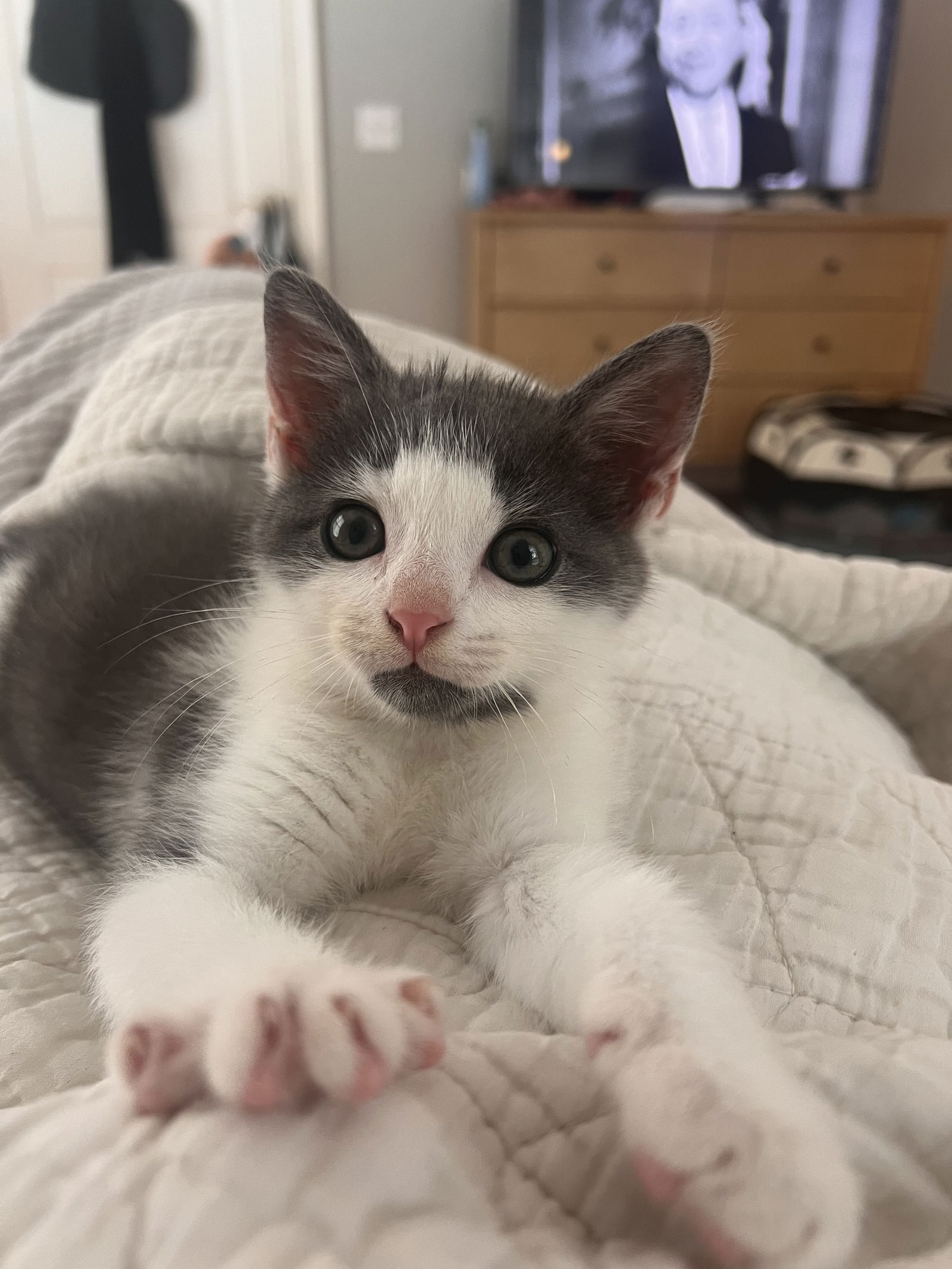 adoptable Cat in Nashville, TN named Possum