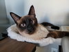 Monty