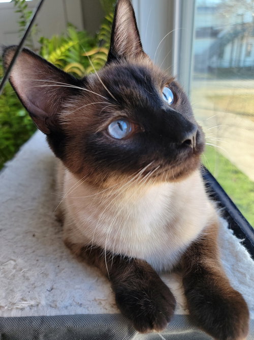 Monty