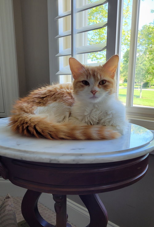 Creamsicle