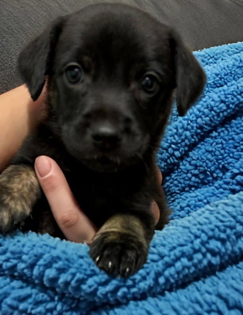 Charlie