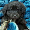 Cubby Bear