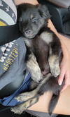 Cubby Bear
