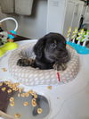 Cubby Bear