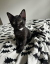 Kevin
