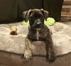 Koda