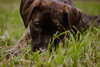 Koda