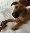 adoptable Dog in Nashville, TN named Henley