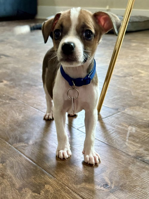Rocko