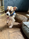 Rocko