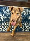 adoptable Dog in , TN named Rad