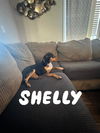 Shelly