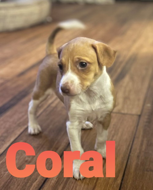 Coral