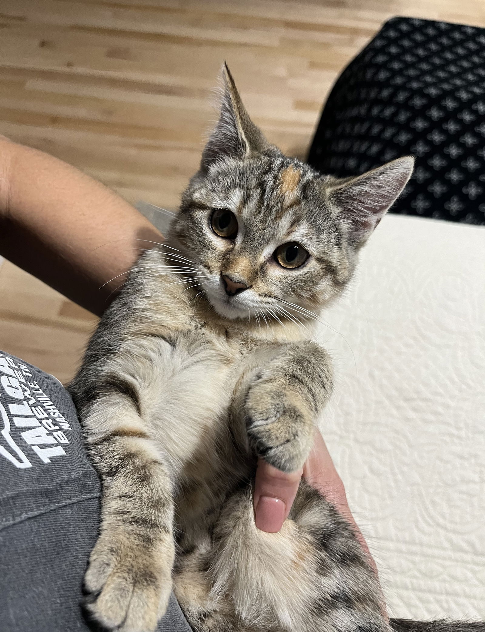 adoptable Cat in Nashville, TN named Ava