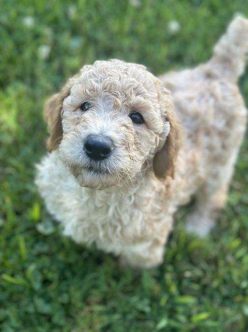 Murphy