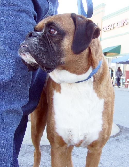Bo