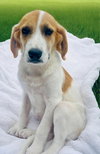 Maggie