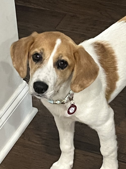 Maggie