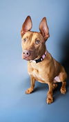 adoptable Dog in  named Rowan
