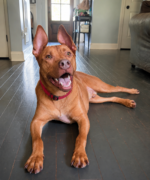 Rowan, an adoptable American Pit Bull Terrier in Nashville, TN
