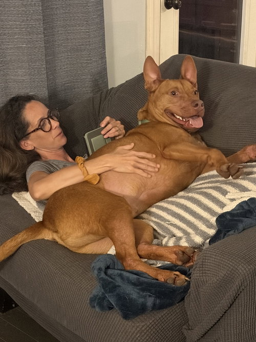 ROWAN - American Pit Bull Terrier available for adoption
