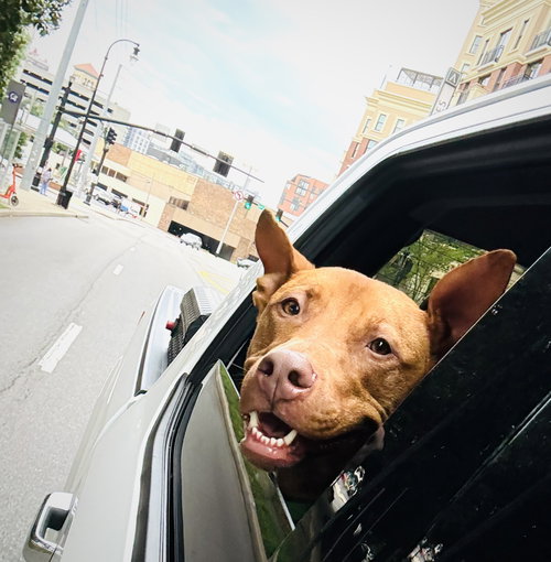 ROWAN - American Pit Bull Terrier available for adoption