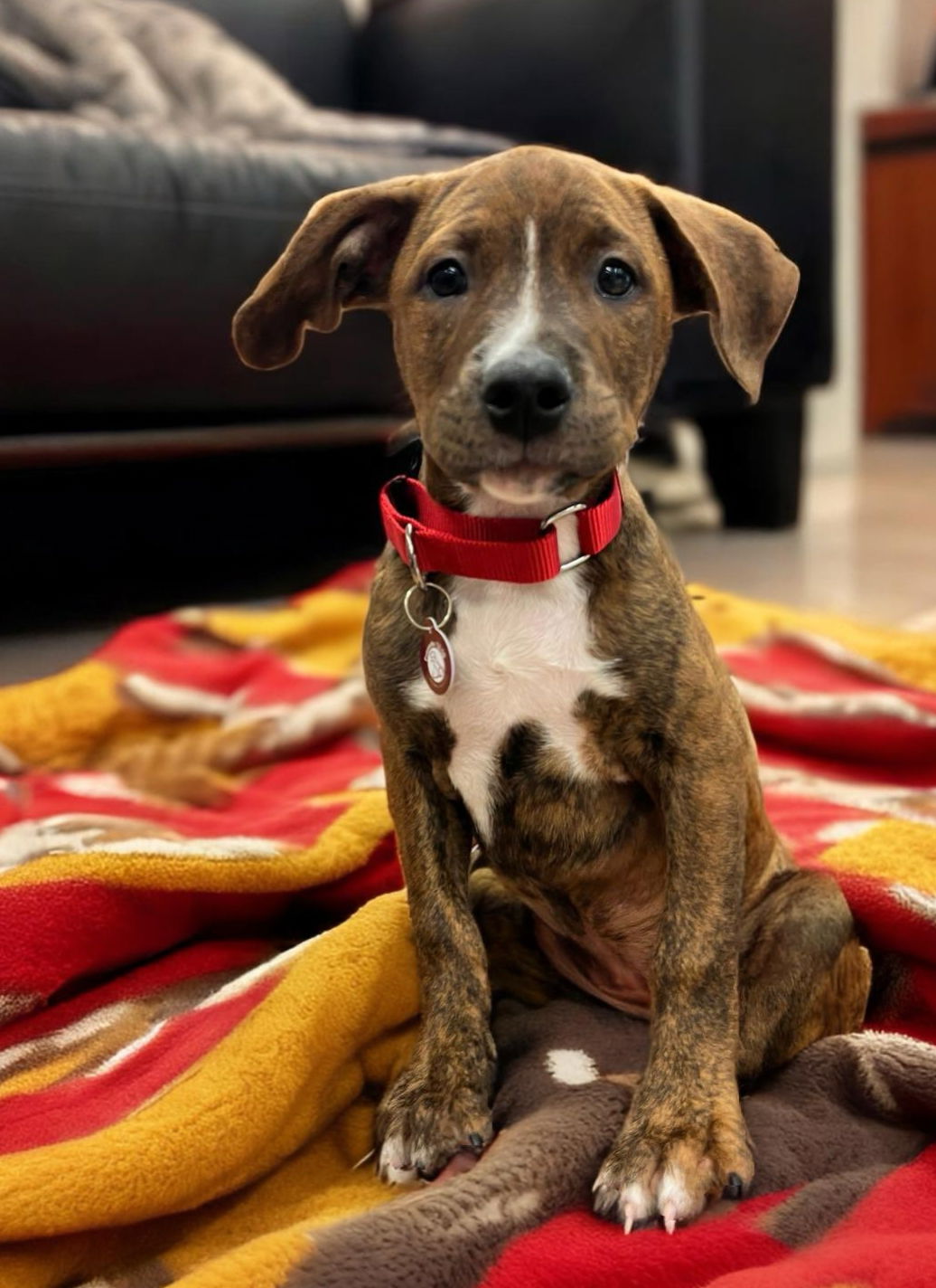 adoptable Dog in Nashville, TN named Avery Dale