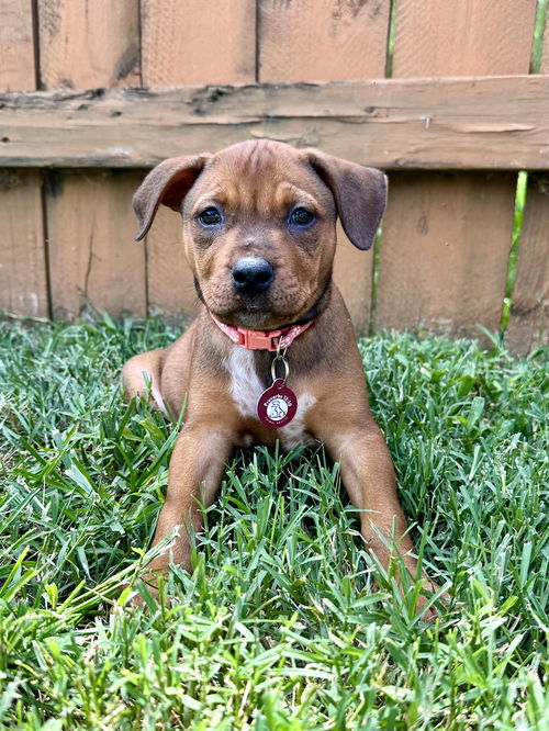 Sadie