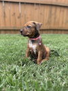 Sadie