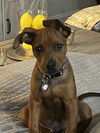 adoptable Dog in , TN named Austin Dale