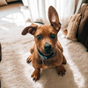 Scrappy