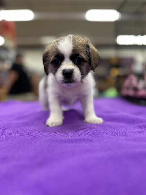 Scout