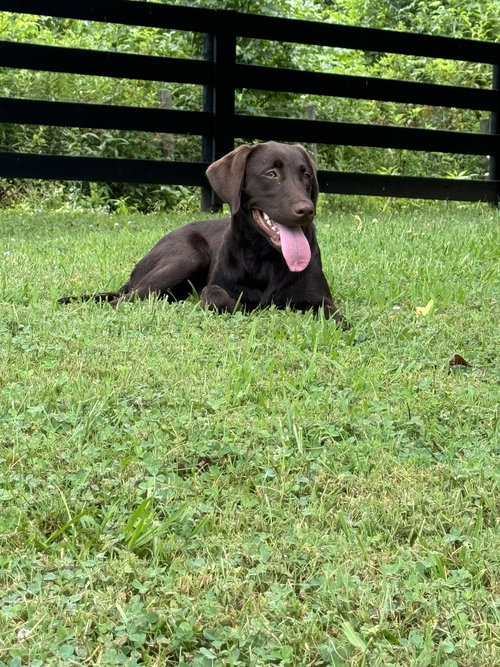 Harper Faye