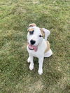 adoptable Dog in , TN named Penny