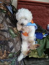 Winston