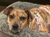 adoptable Dog in Nashville, TN named Emmie