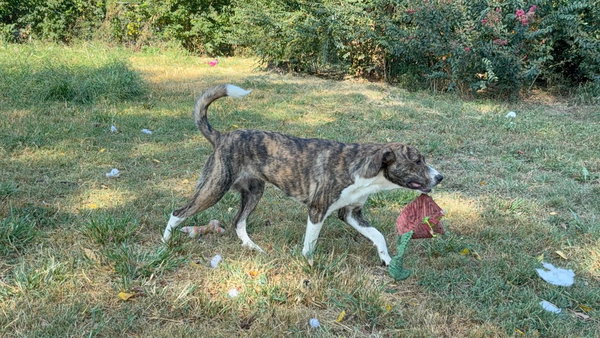 Maisey
