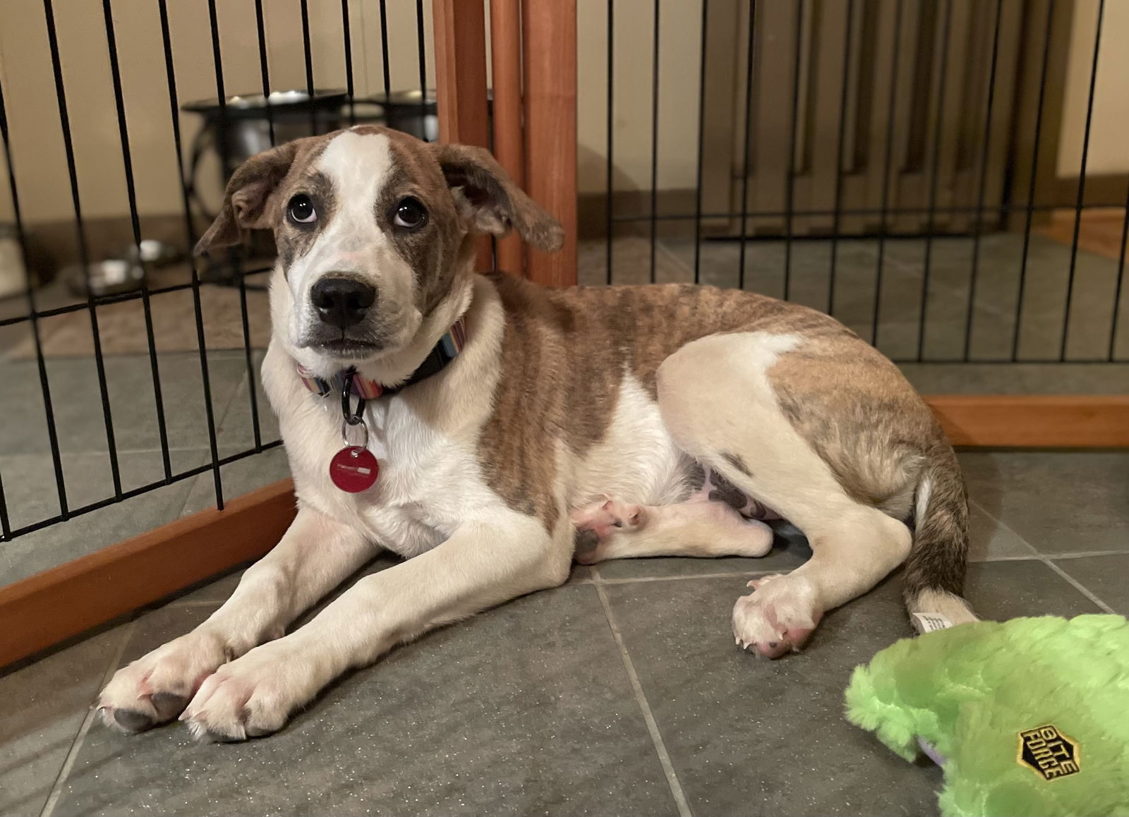 adoptable Dog in Nashville, TN named Lucy