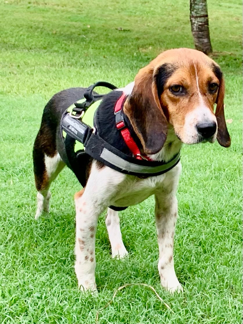 adoptable Dog in Nashville, TN named Duke